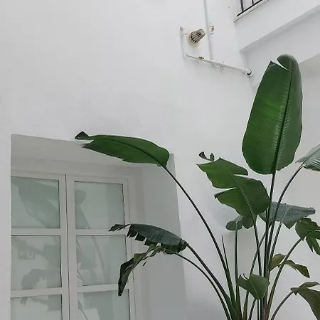 El 2 De Flamenco 1ºa Cadice